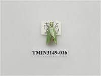 藏品(螟蛾300)的圖片